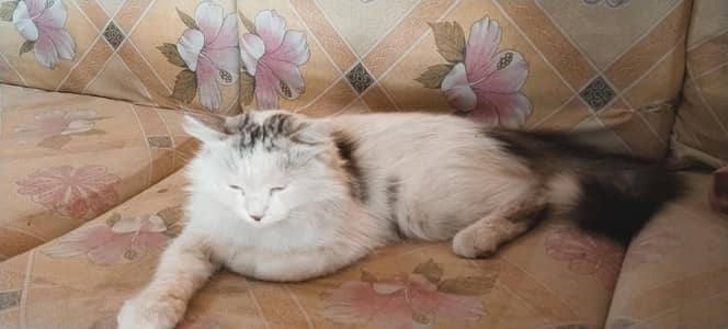 BEST CAT IT IS THE MIX OF PERSIAN CAT