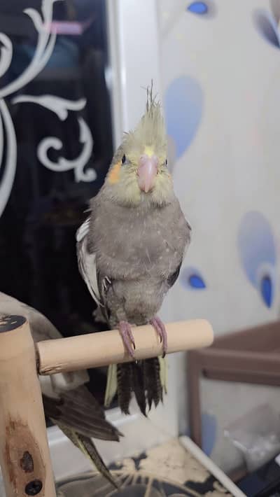 Proper hand-tamed Cockatiel