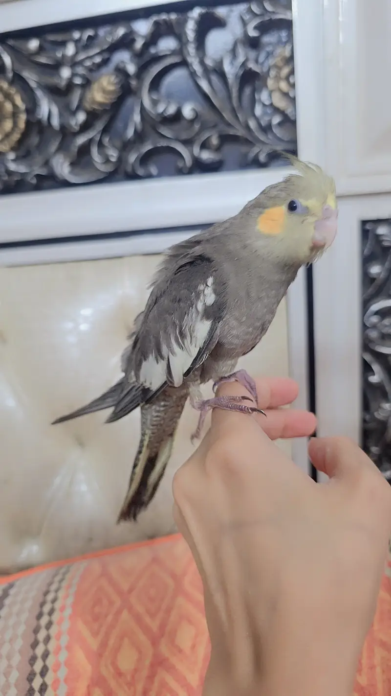 Proper hand-tamed Cockatiel — photo 2