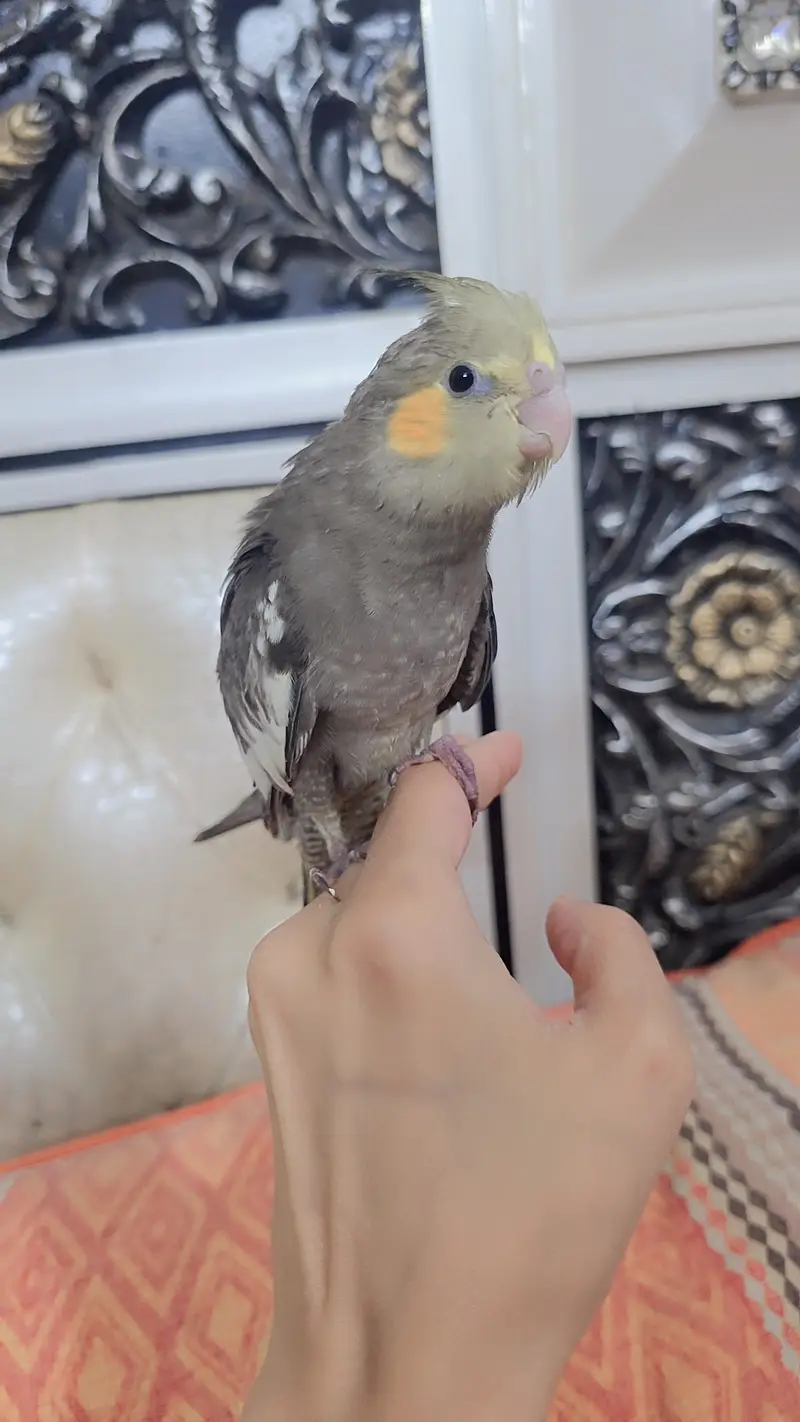 Proper hand-tamed Cockatiel — photo 3