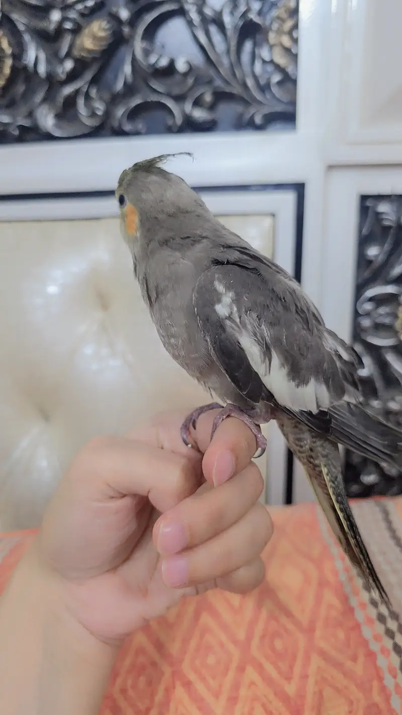 Proper hand-tamed Cockatiel — photo 4