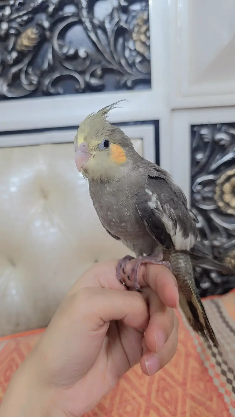 Proper hand-tamed Cockatiel — photo 5