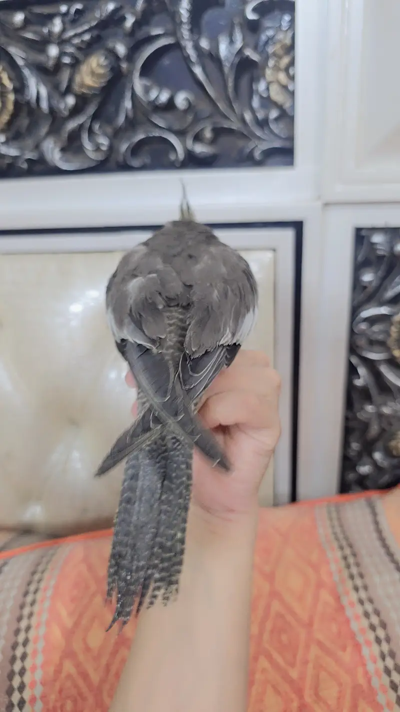 Proper hand-tamed Cockatiel — photo 6