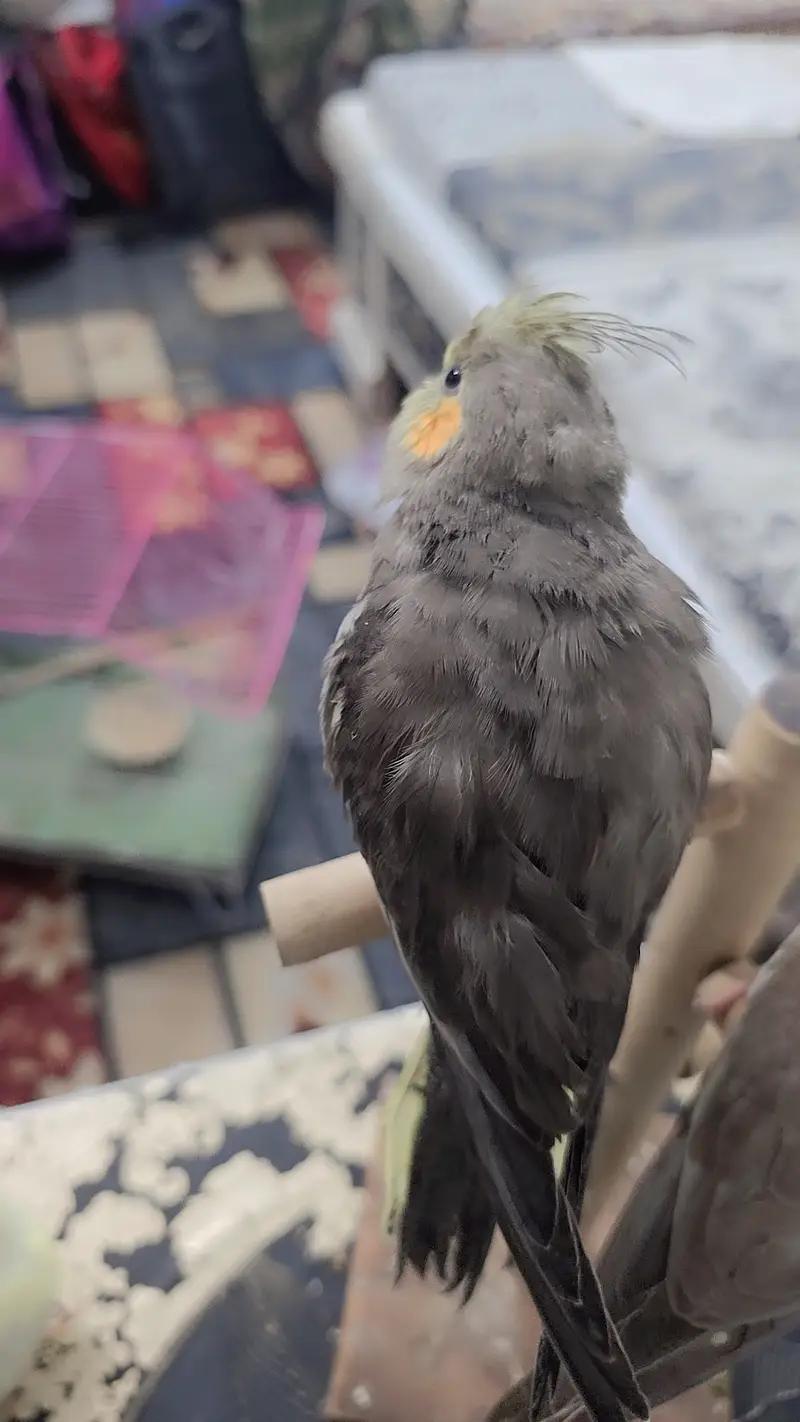 Proper hand-tamed Cockatiel — photo 7