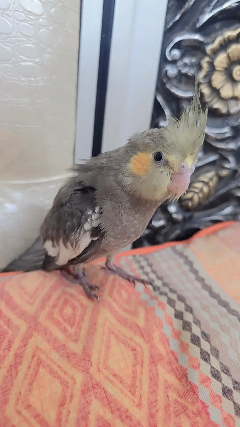 Proper hand-tamed Cockatiel — photo 8