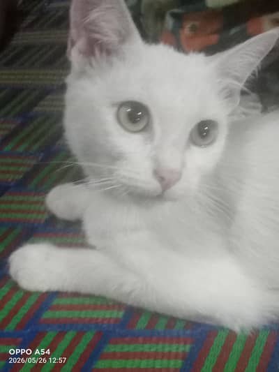 percion cat