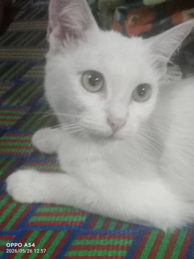 percion cat 0