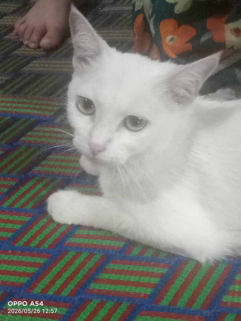 percion cat 1