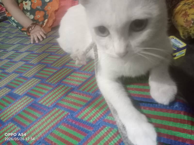 percion cat 2