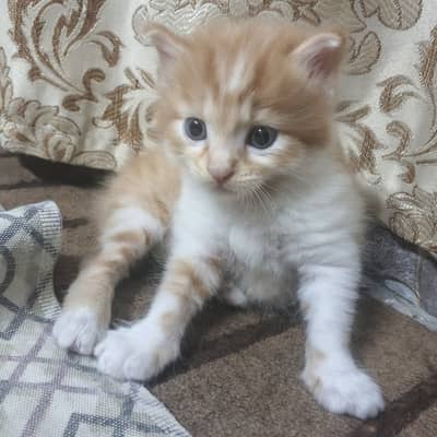 Cute male kitten orange white