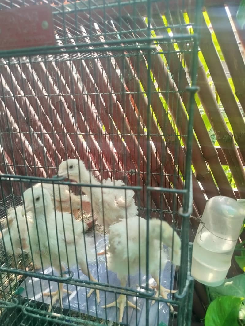 Broiler Chicks 0