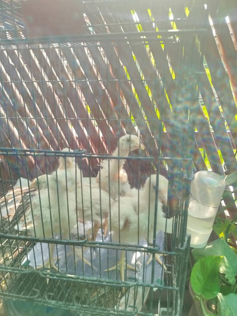 Broiler Chicks 1