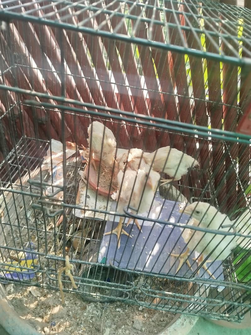 Broiler Chicks 2