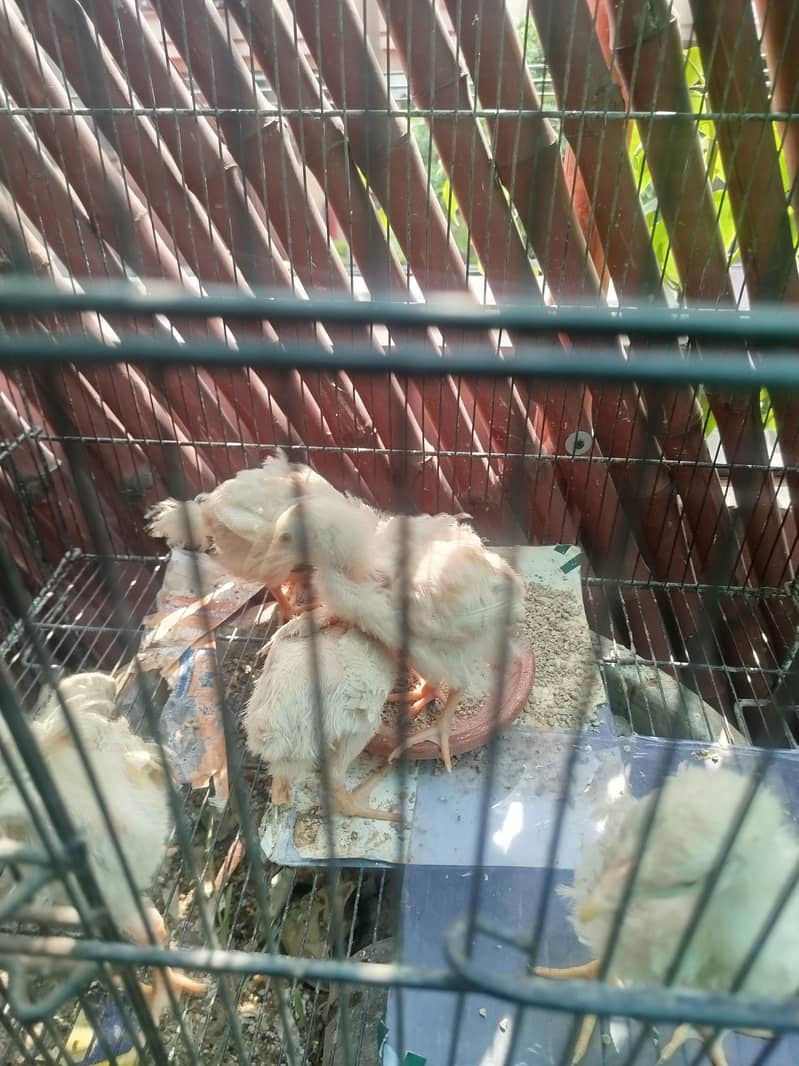 Broiler Chicks 3
