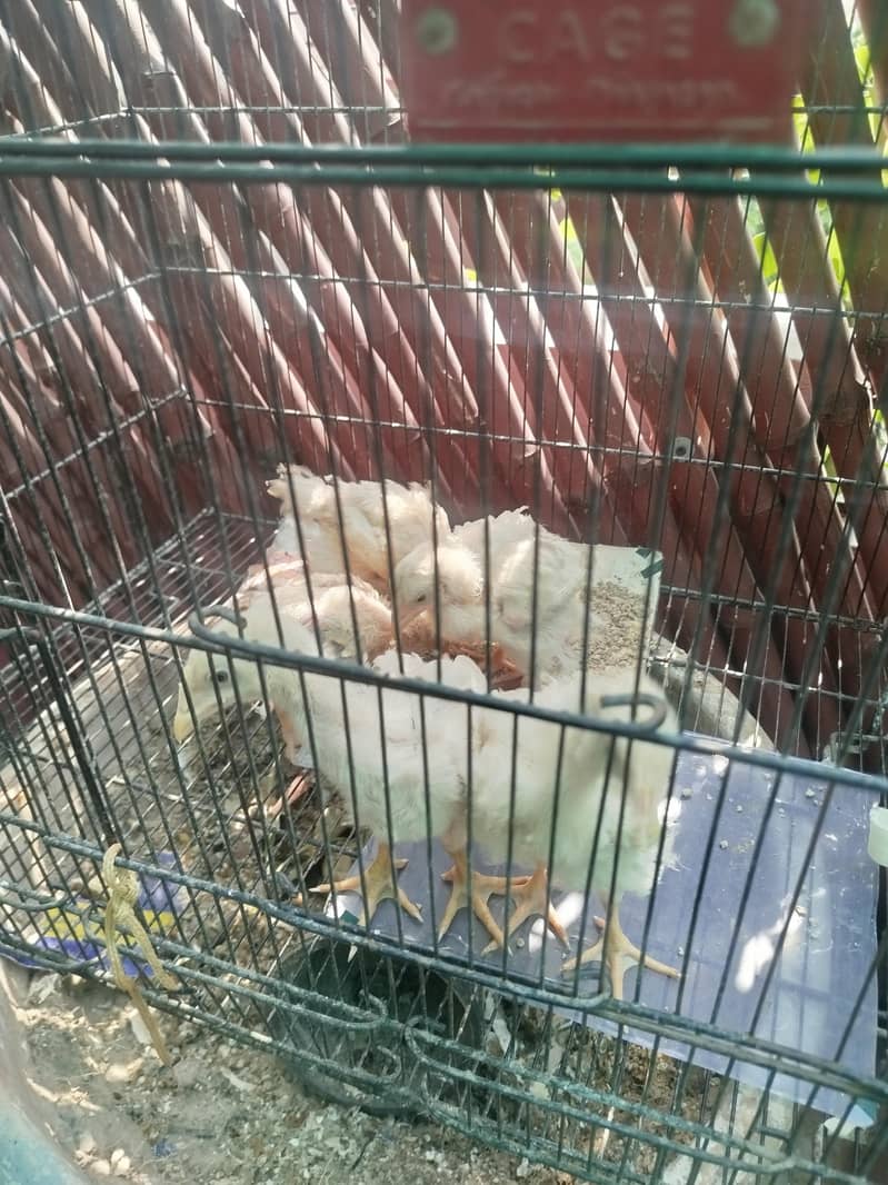 Broiler Chicks 4