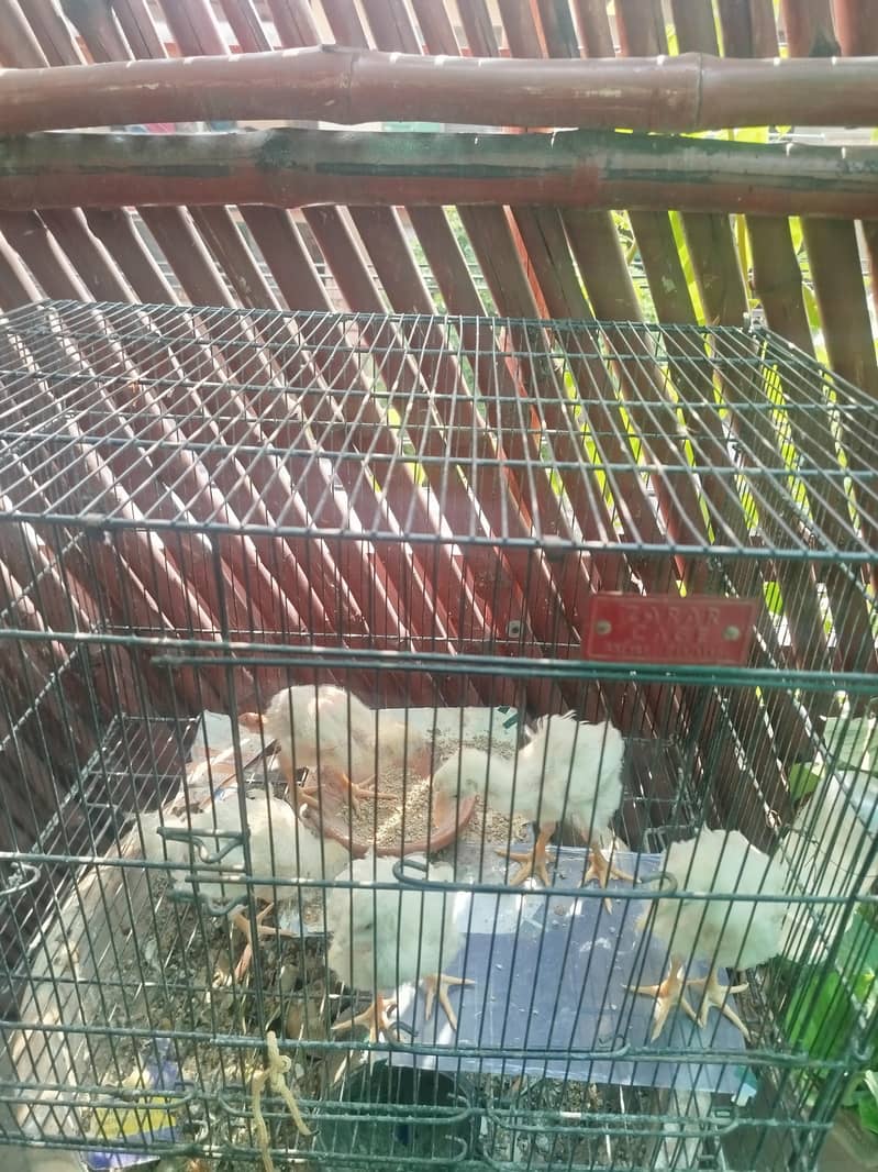 Broiler Chicks 5