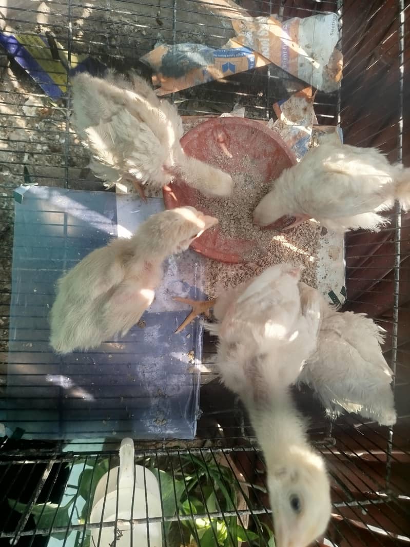 Broiler Chicks 6