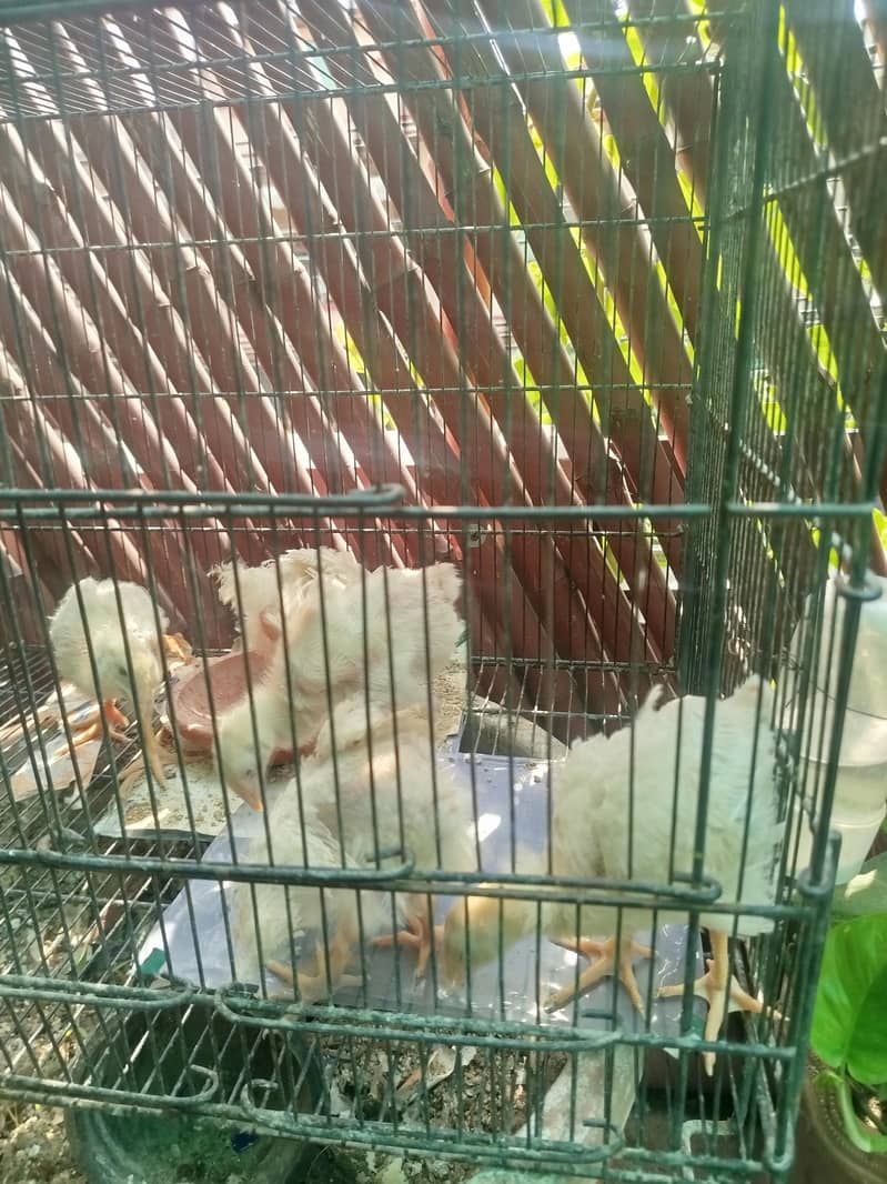 Broiler Chicks 7