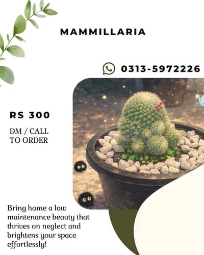 Cactus cute small plants for sale