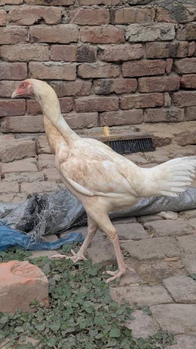 2 herra aseel females available