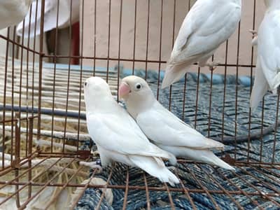 albino black eye albino red eye breeder and adults pair