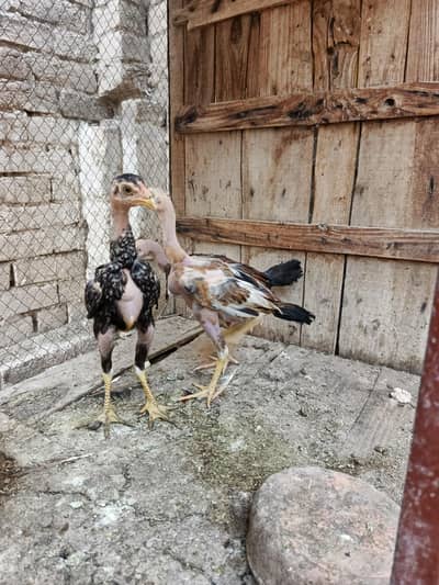Aseel chicks for sale