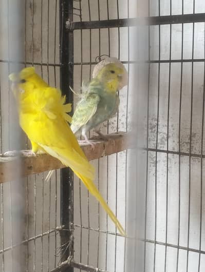 budgie , lovebirds, hogo