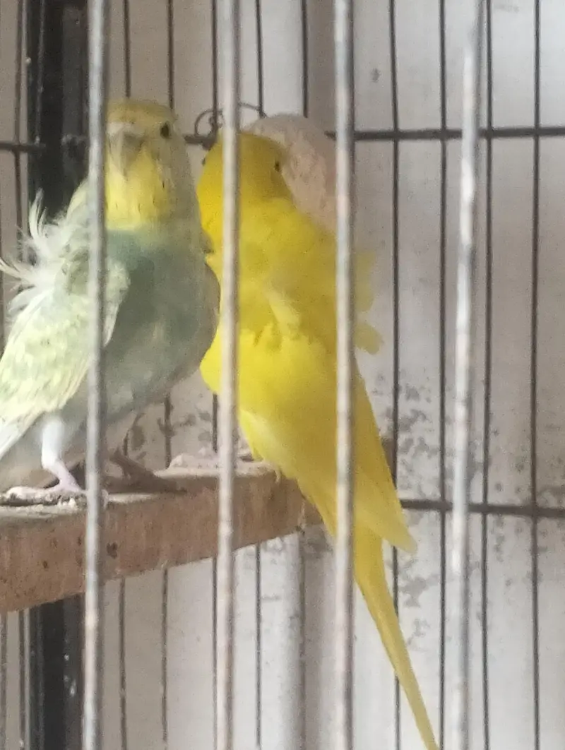 budgie , lovebirds, hogo — photo 2