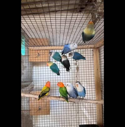 Breader pair of love Birds
