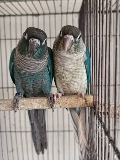 Pineapple Conure, Yellow Sided Conure High Red Factor Pairs…
