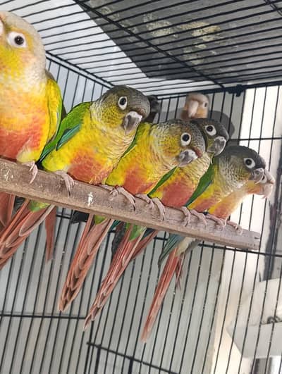 Pineapple Conure, Yellow Sided Conure High Red Factor Pairs…