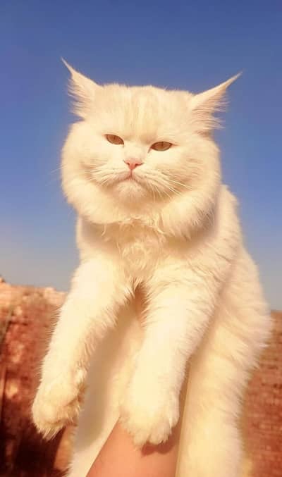 Pure Persian kittens