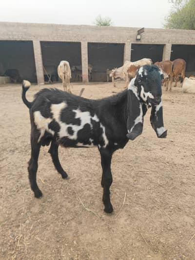 keera bakra