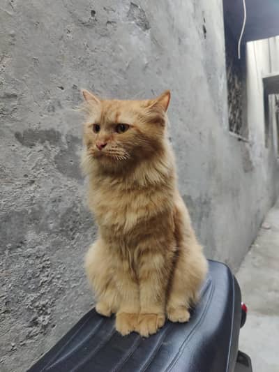 Persian double coated