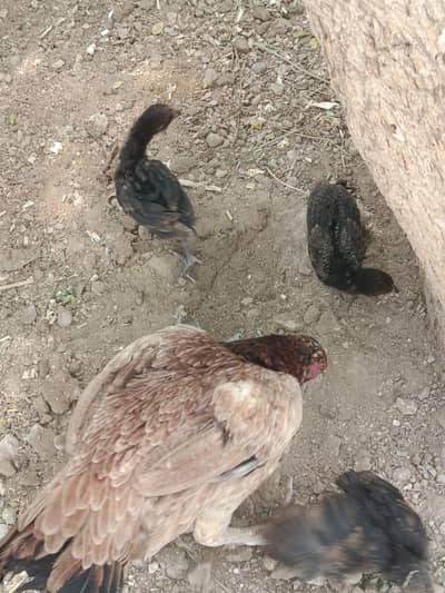 Aseel hen with 3 chicks