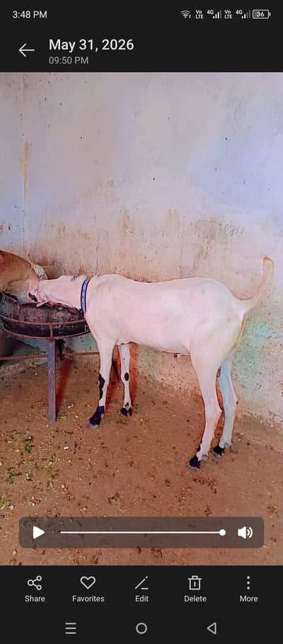 White Bakra forsale