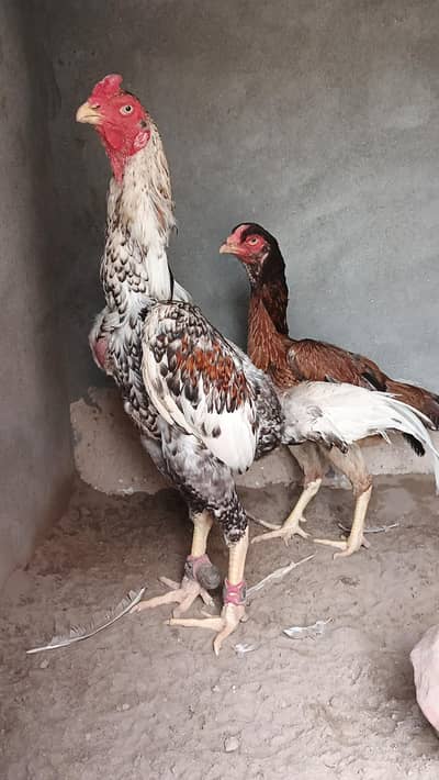 chu Japanese shamoo pair
