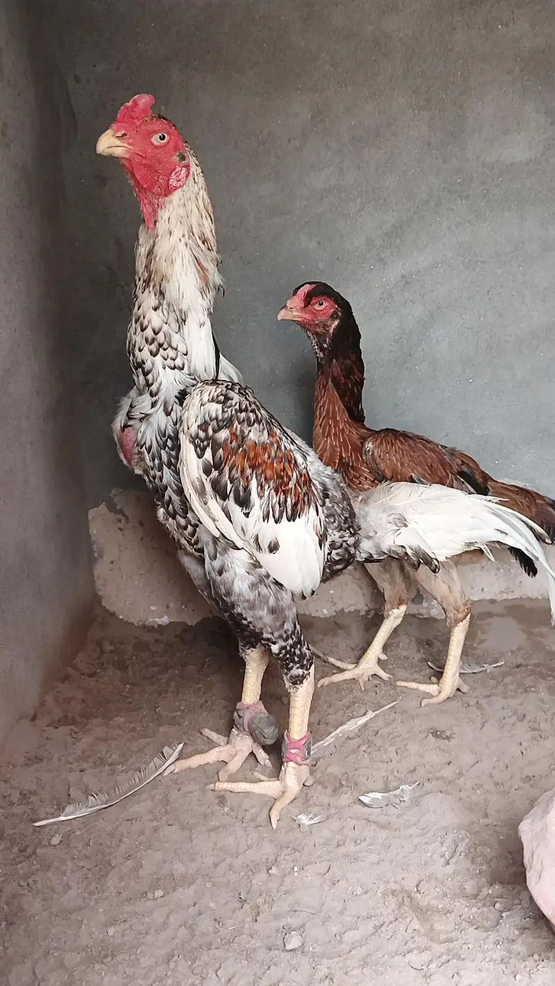 chu Japanese shamoo pair