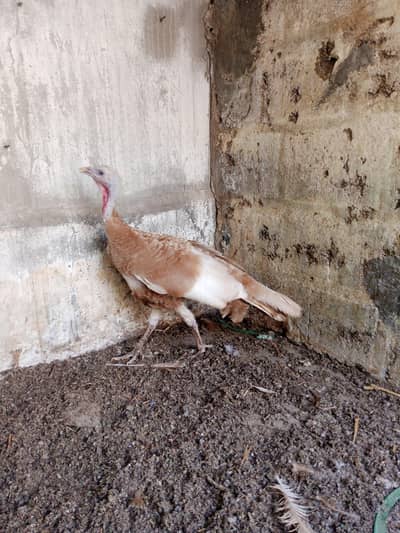 turkey female
