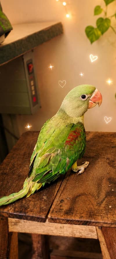 raw parrot male chik 4 month