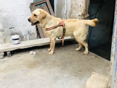 Labrador male urgent sale