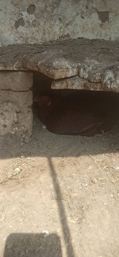 kurak asleep murghi hen - mianwali