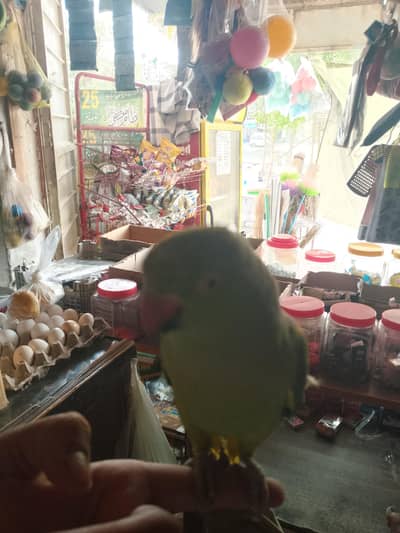 all types of birds are available