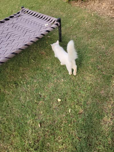Cat for sale