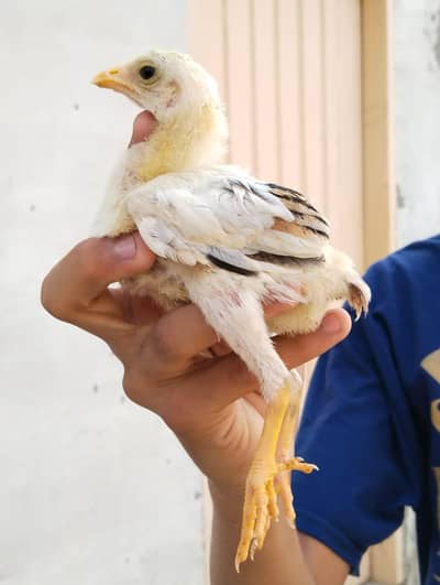 20 days chiks cheena breed
