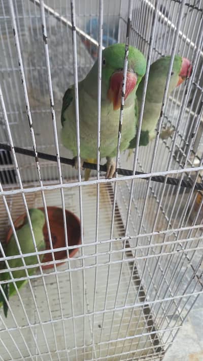 parrots for sale