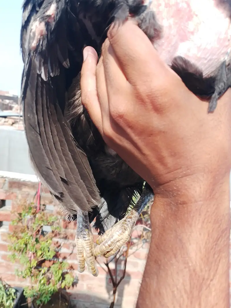 2 Aseel pathiyan — photo 2