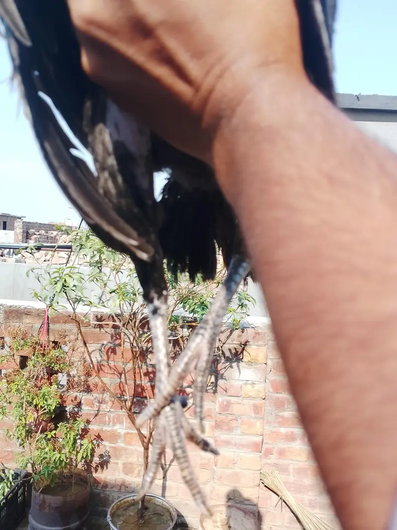 2 Aseel pathiyan — photo 5