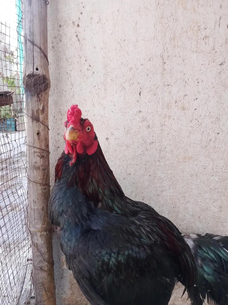 2 Aseel pathiyan — photo 10