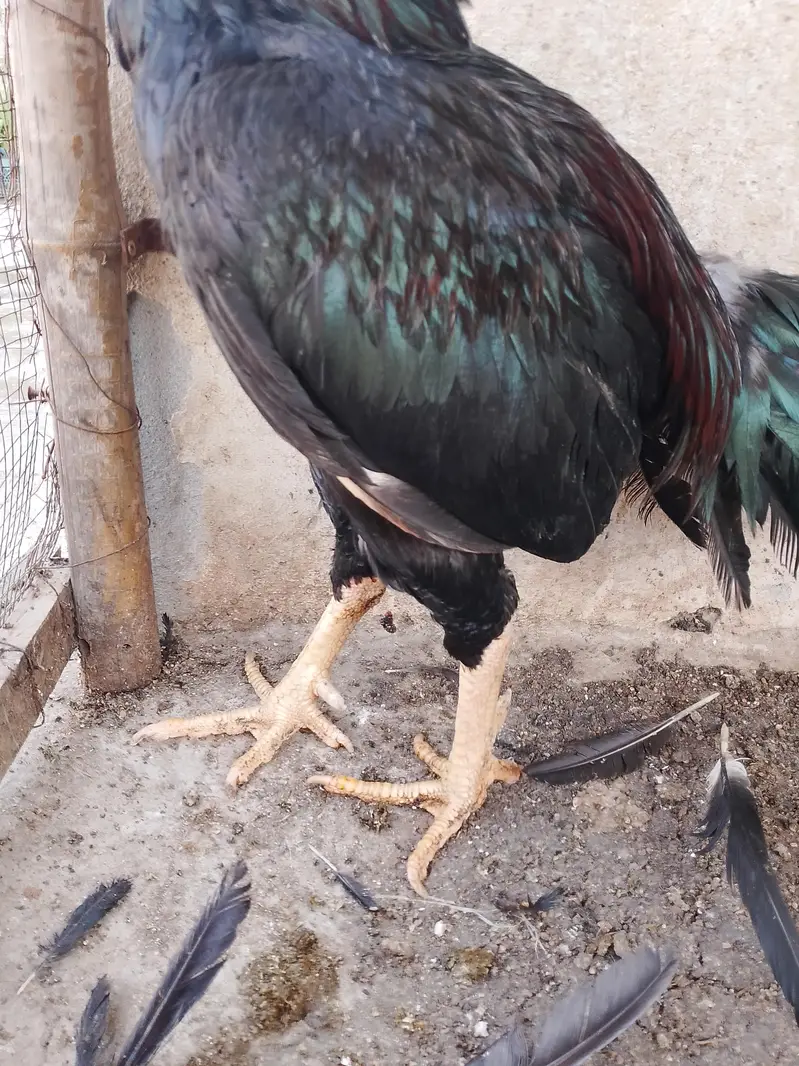 2 Aseel pathiyan — photo 11